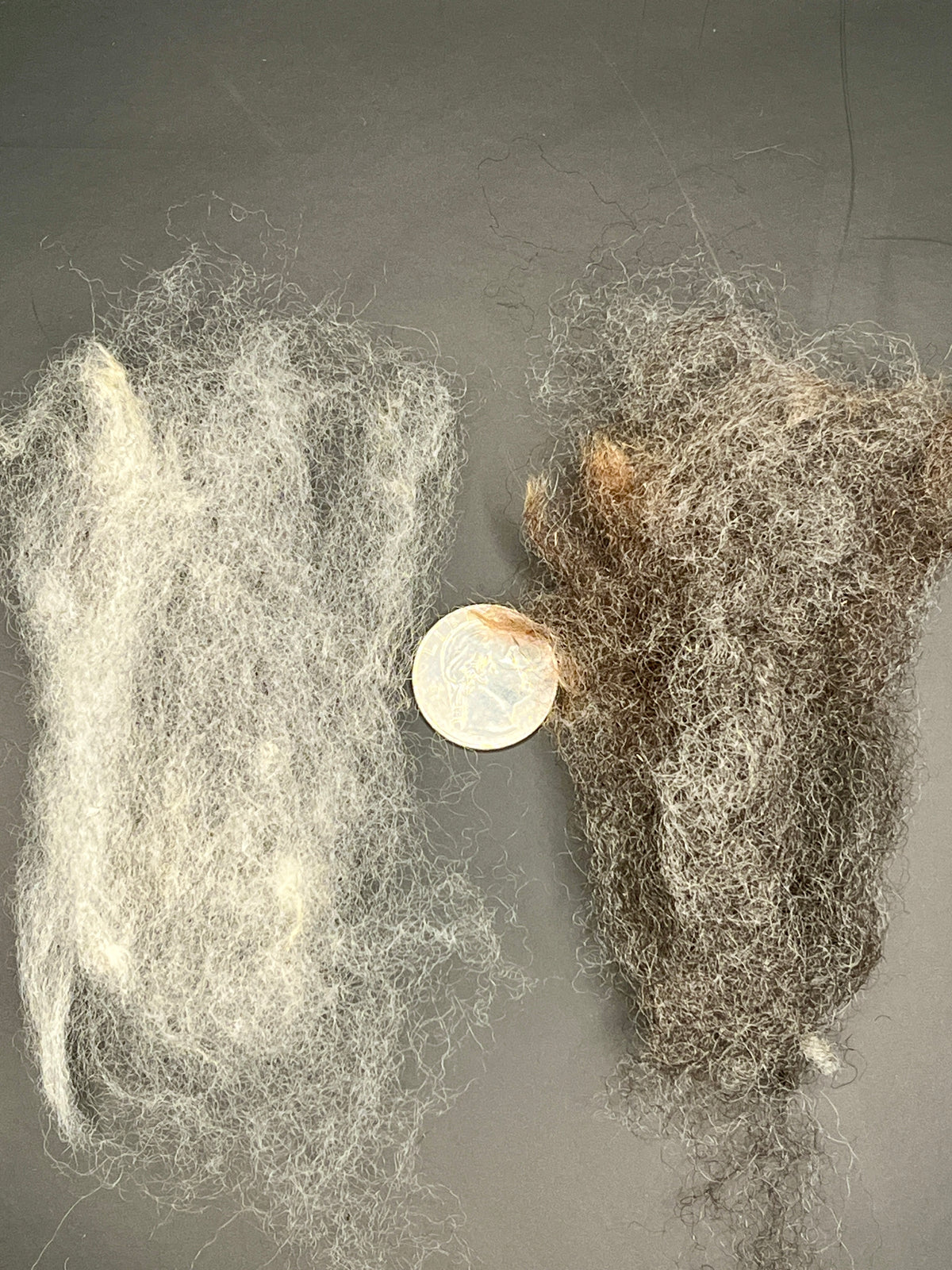 Two samples of Wensleydale shown side by side on a dark gray background, with a coin placed between them for scale. The left sample is light off-white, and the right sample is dark brown to gray.
