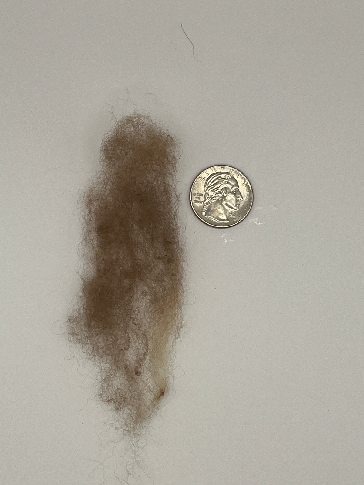 A sample of merino wool shown next to a US quarter coin for scale, on a plain off-white background.